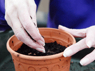 fill pot with compost