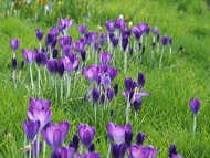 bulbs naturalized in grass