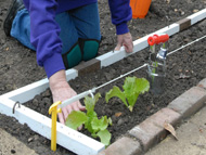 Planting out in soil