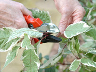 Pruning with sight loss