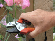 Cut and hold secateurs