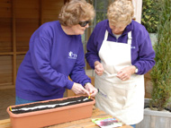 Sowing with seed tapes