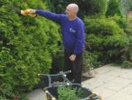 Trimming hedges