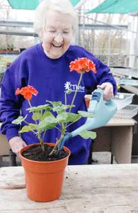 watering a geranium