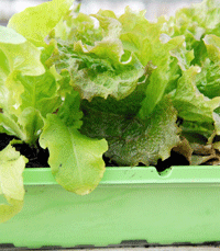 sowing lettuces