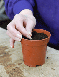 sowing tomato seeds