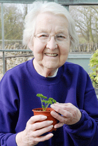 growing parsley