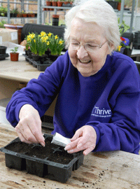 sowing wallflower seeds