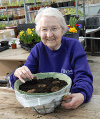 planting begonia tubers