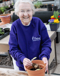 planting lily bulbs