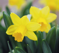 growing daffodils