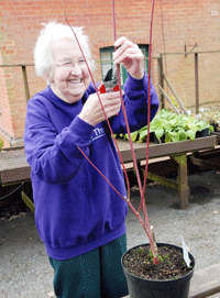 taking hardwood cuttings