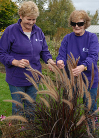 Plant grasses for sound and touch 