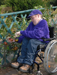 Picking espalier apples