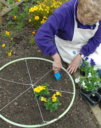 Planting in a hoop