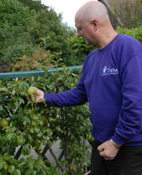 Espalier fruit is easy to reach