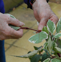 Feeling where to prune