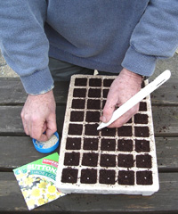 Planting in a tray with cells