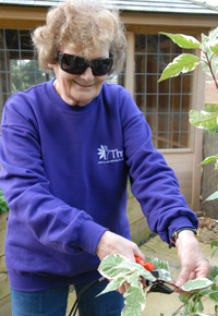 Pruning a shrub