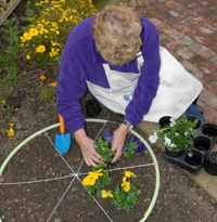 Planting out using a hoop as a guide