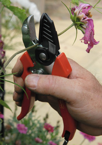 Cut and hold secateurs