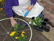 Planting out sitting down