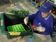 Sowing seeds sitting down