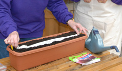 Sowing a seed tape