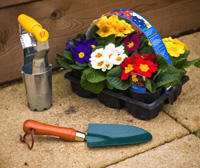 Bulb planter, trowel and primroses