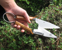 Sharp shears for topiary