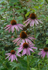 Group of flowers