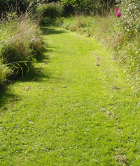 Paths mown through grass