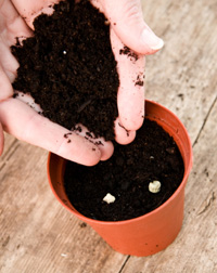 Pot with seeds