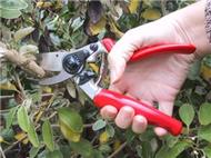 Rotating handle secateurs