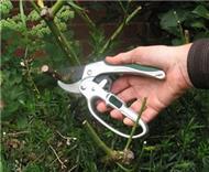 Heavy duty metal ratchet secateurs with finger loop