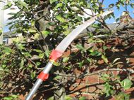 Tree pruning systems and saws