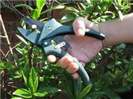 Lightweight plastic ratchet secateurs