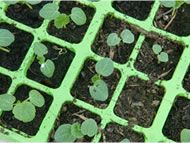 Equipment and tools for sowing seeds