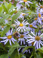 Aster